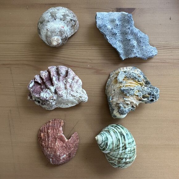 Natural Sea Shells Collection Clam Shell Conus Aulicus Capiz Conk Bulk Lot - Picture 13 of 16